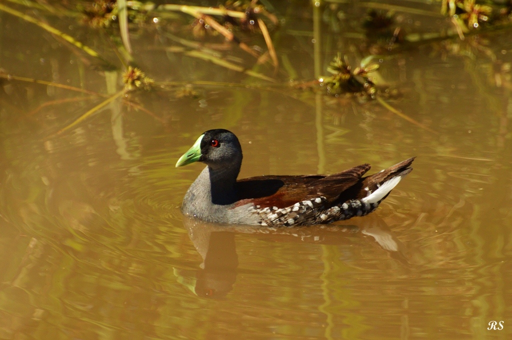 Photo Pollona Pintada