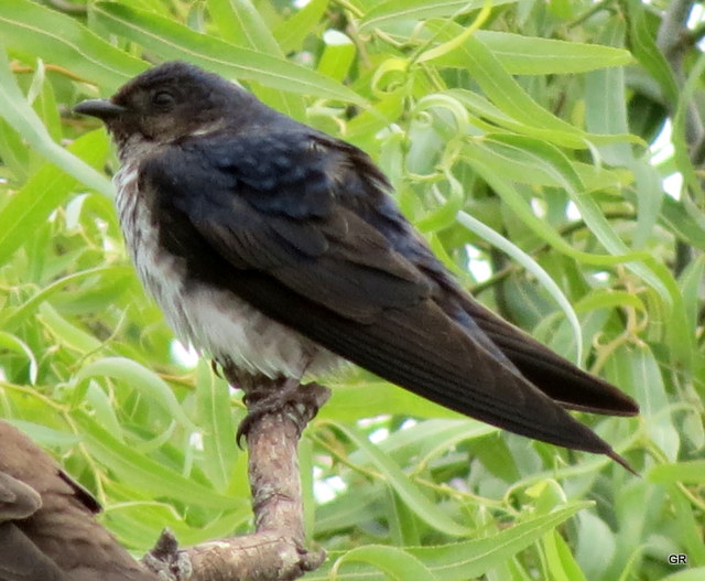 Photo Golondrina Doméstica