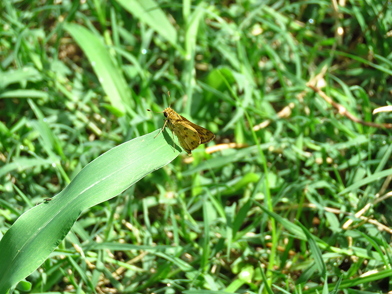Foto Saltarina Amarilla