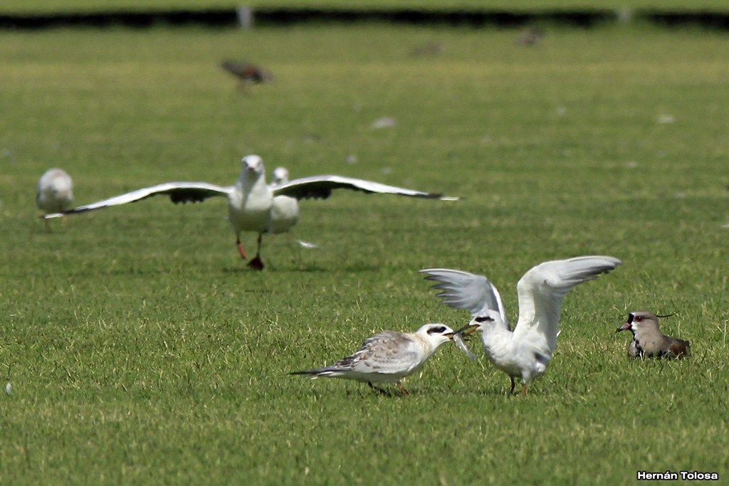 Foto Gaviotín Lagunero
