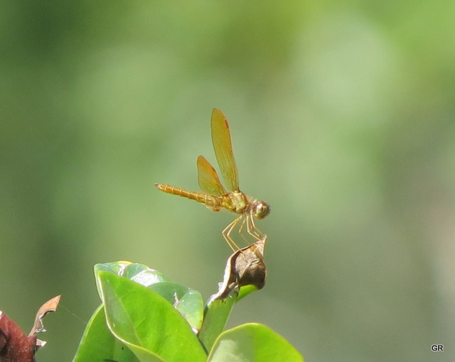 Photo Ambarina del Este