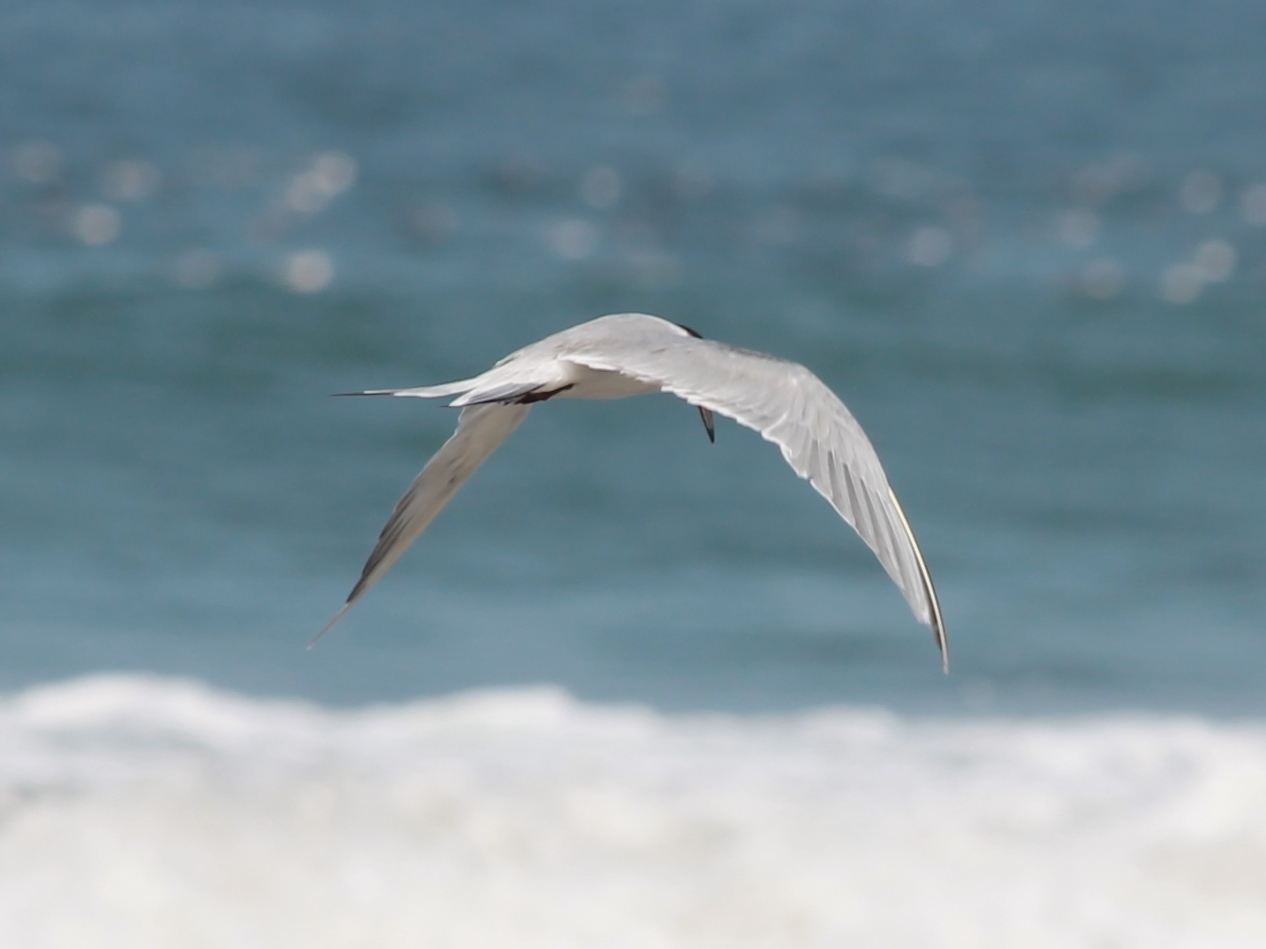 Foto Gaviotín Golondrina