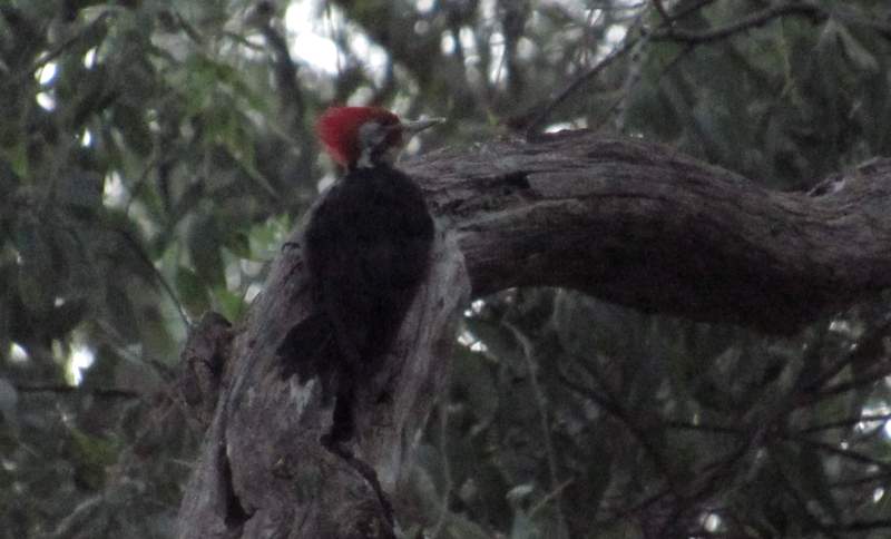 Photo Carpintero Negro