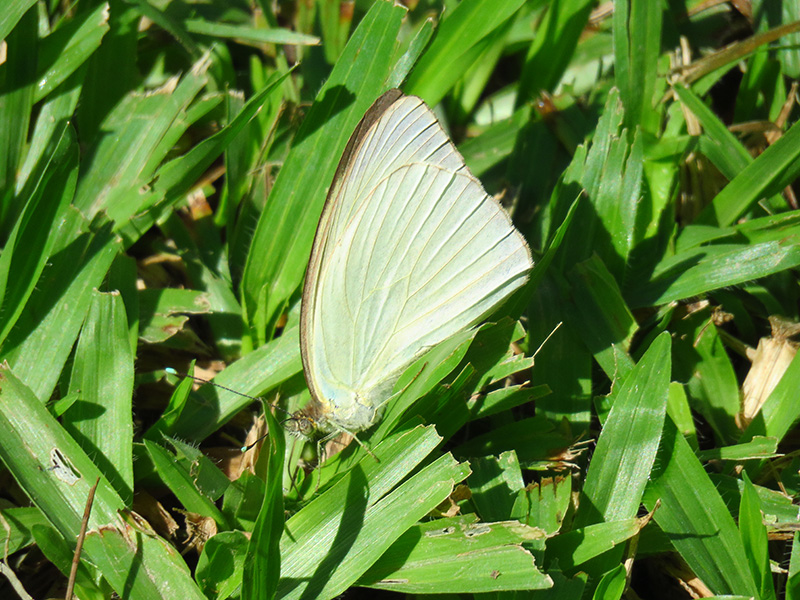 Photo Pirpinto de la Col