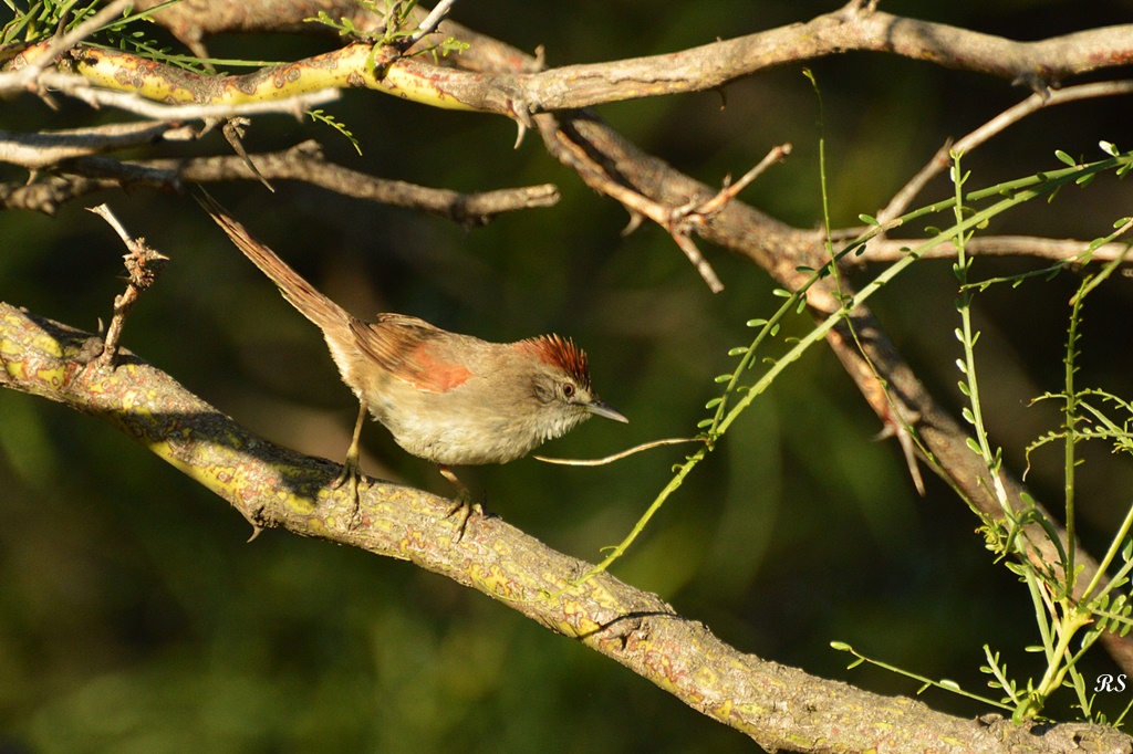 Photo Pijuí Cola Parda