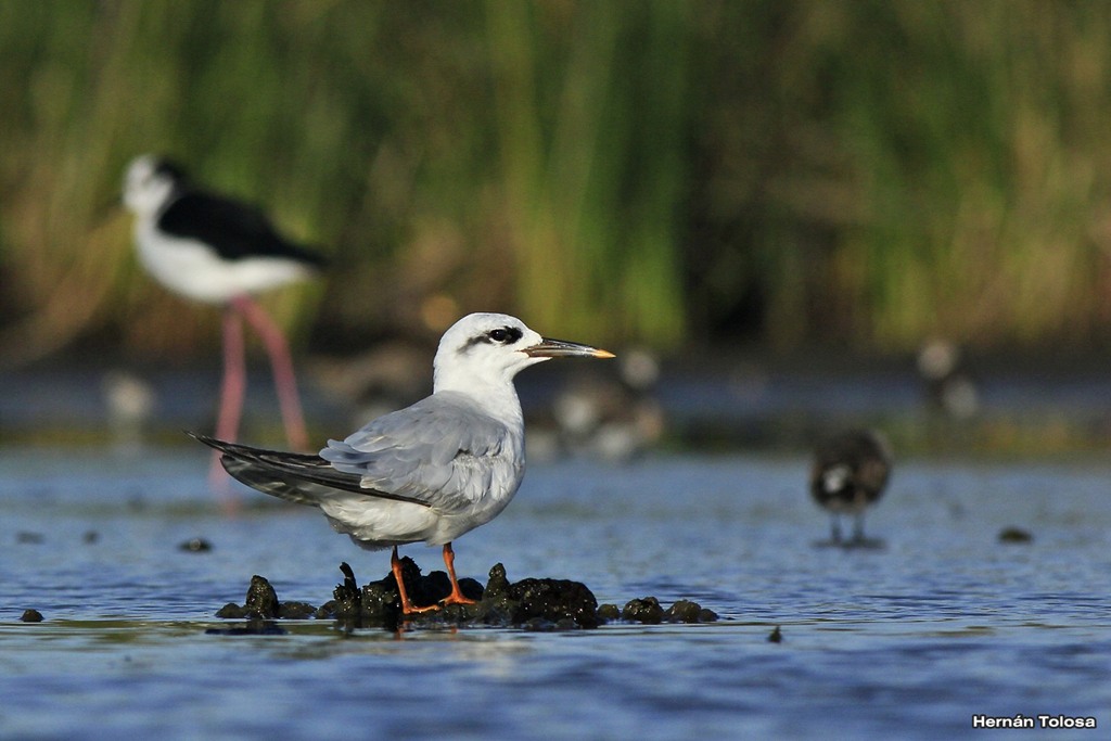Foto Gaviotín Lagunero