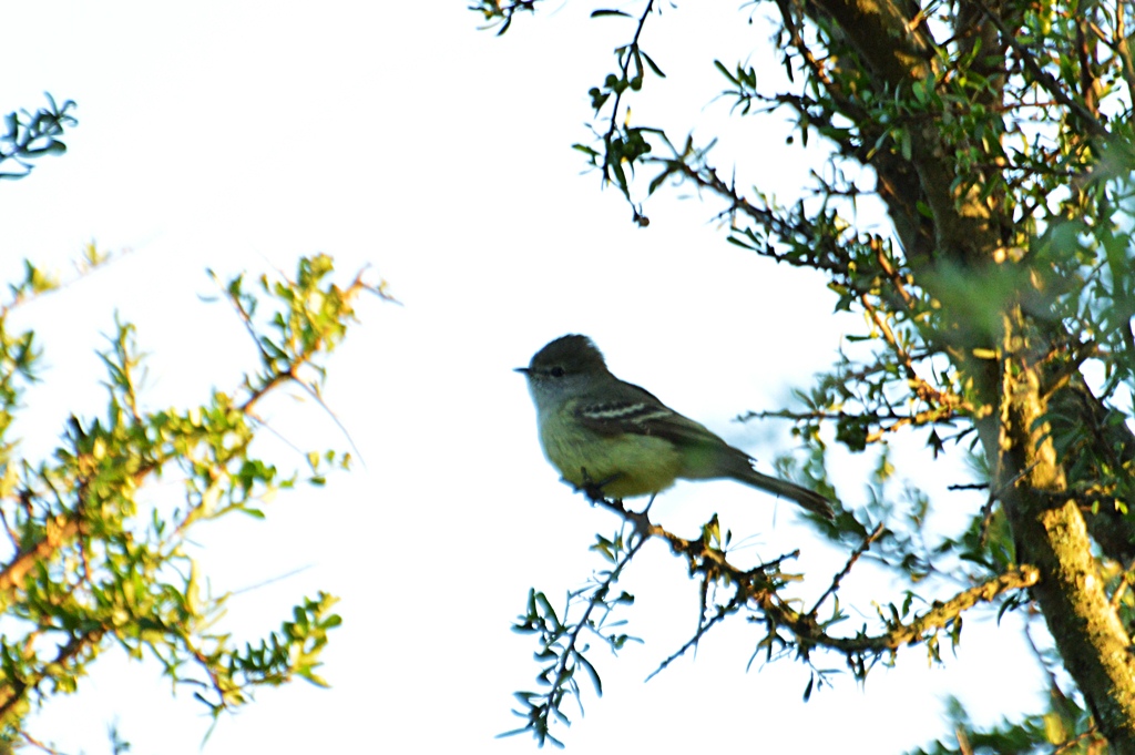 Photo Suirirí Pico Corto