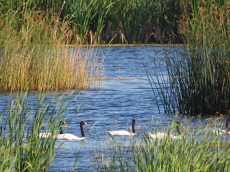 Photo Cisne Cuello Negro