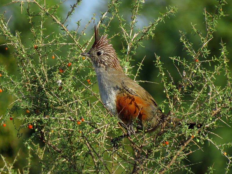 Foto Gallito Copetón