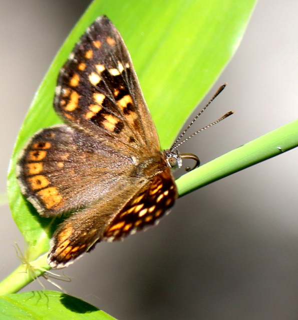 Photo Hormiguera Oscura Común