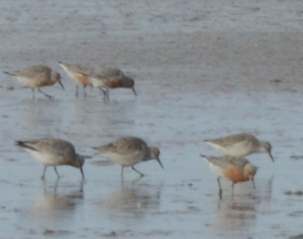 Photo Playero Rojizo