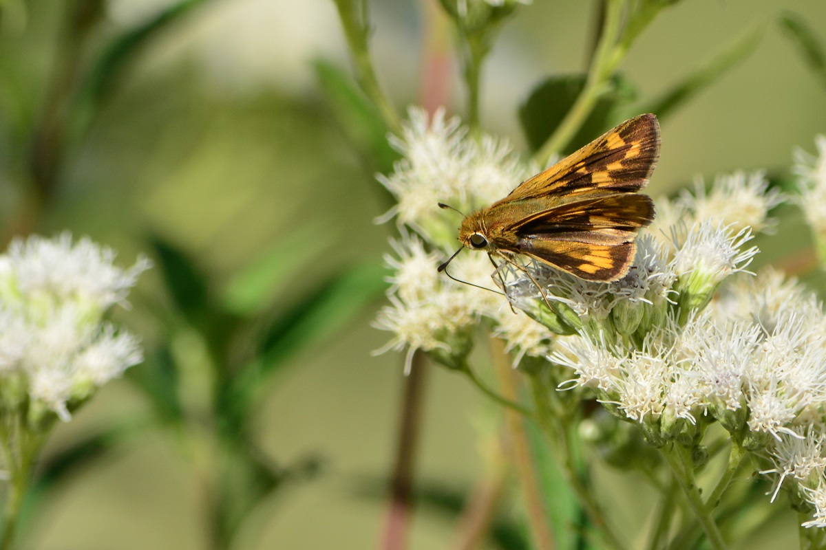 Foto Saltarina Amarilla
