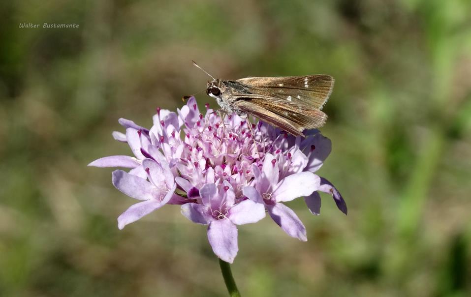 Foto Medialuna Común