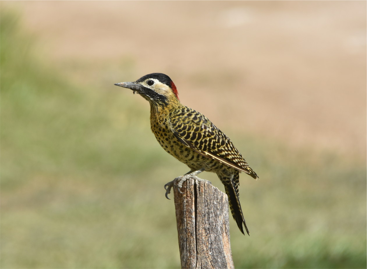 Photo Carpintero Real Común