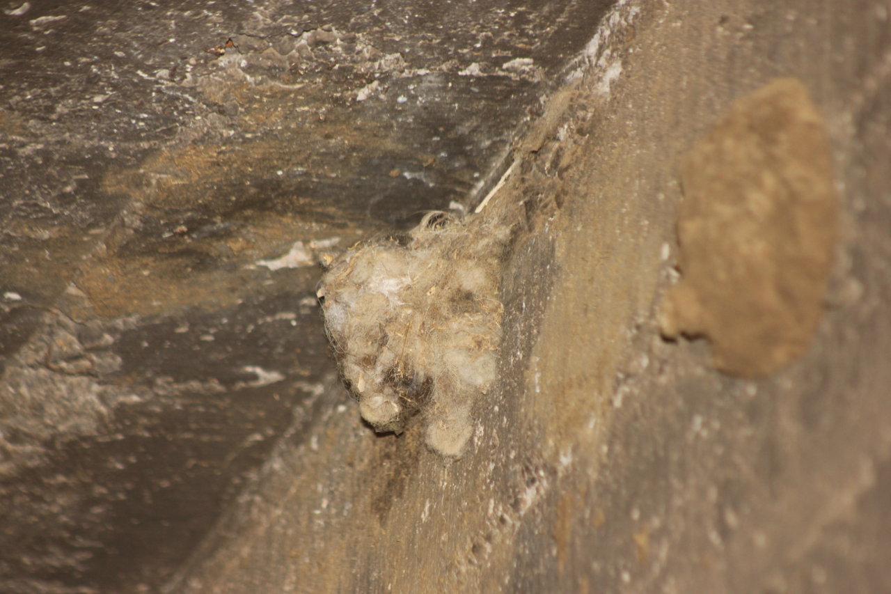 Photo Picaflor Andino