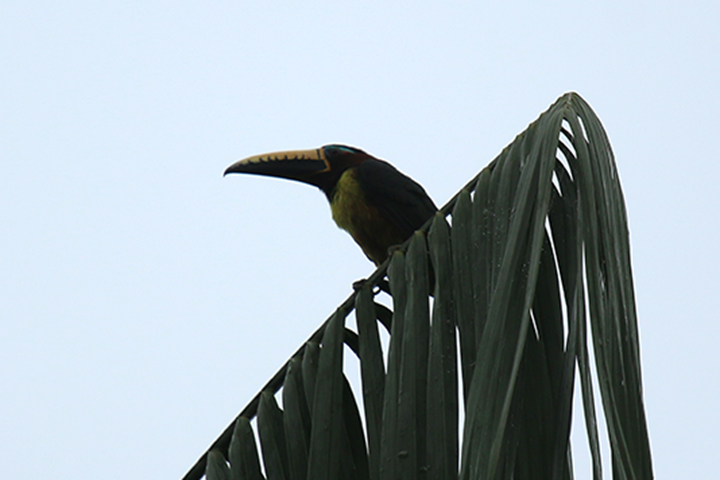 Foto Arasari Letreado