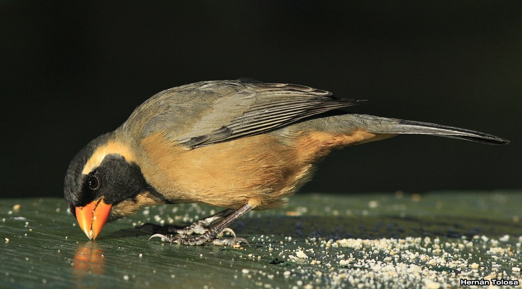 Foto Pepitero de Collar