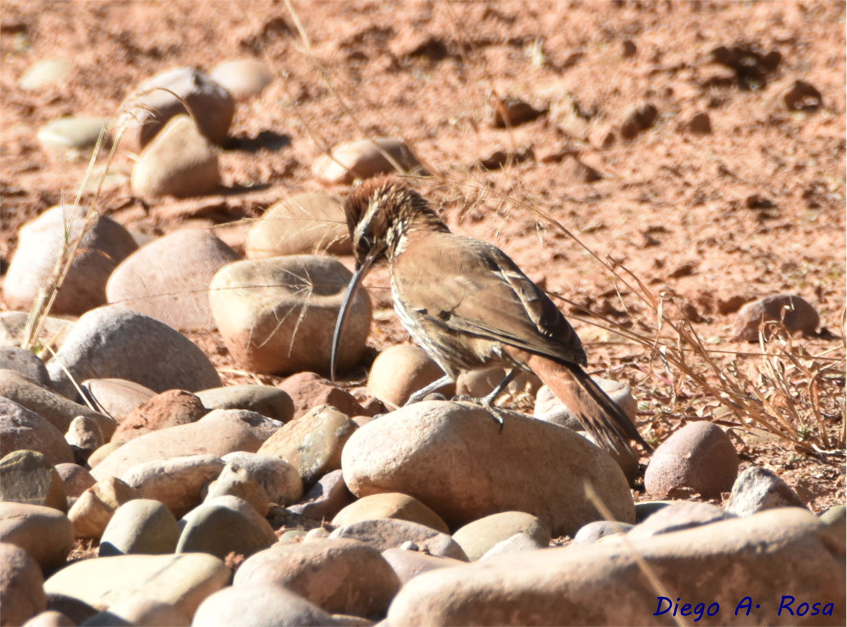 Foto Chinchero Grande