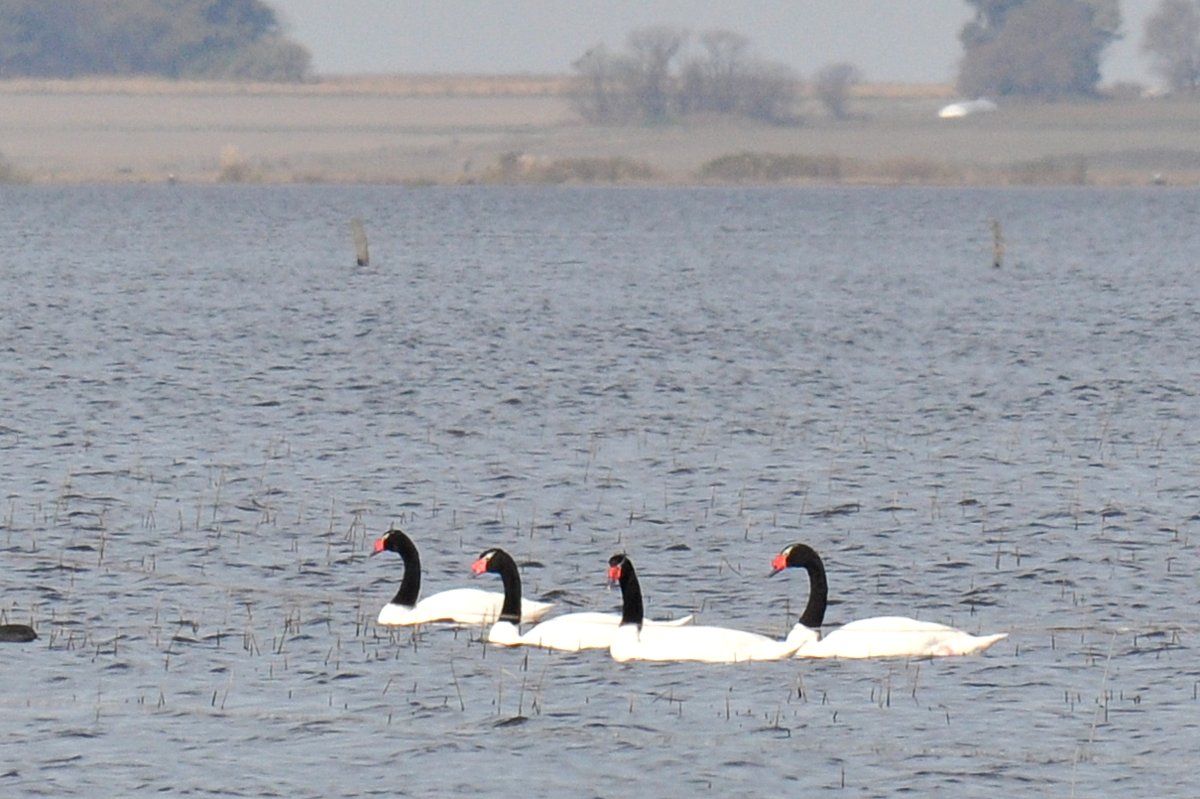 Photo Cisne Cuello Negro