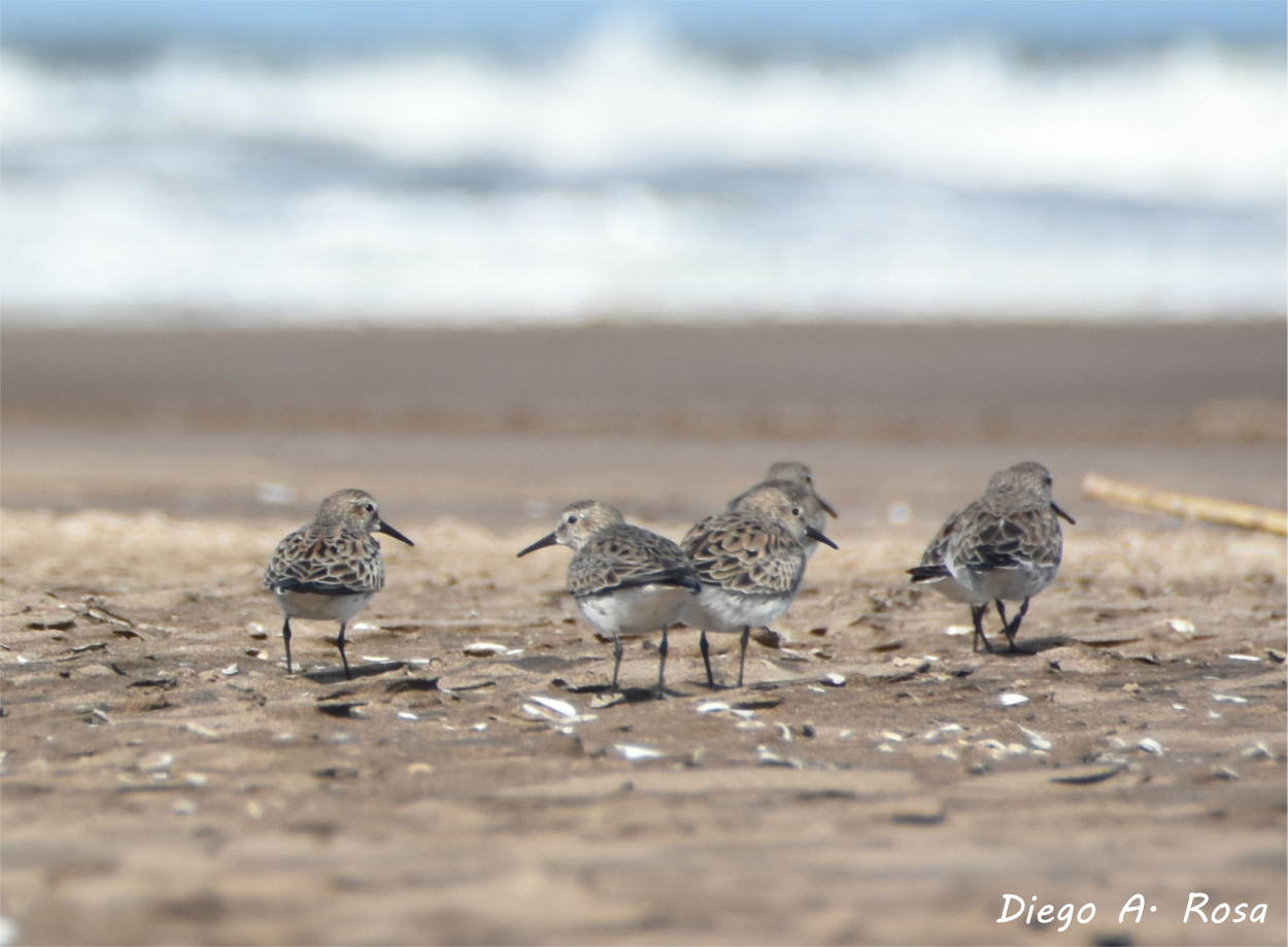 Photo Playerito Unicolor