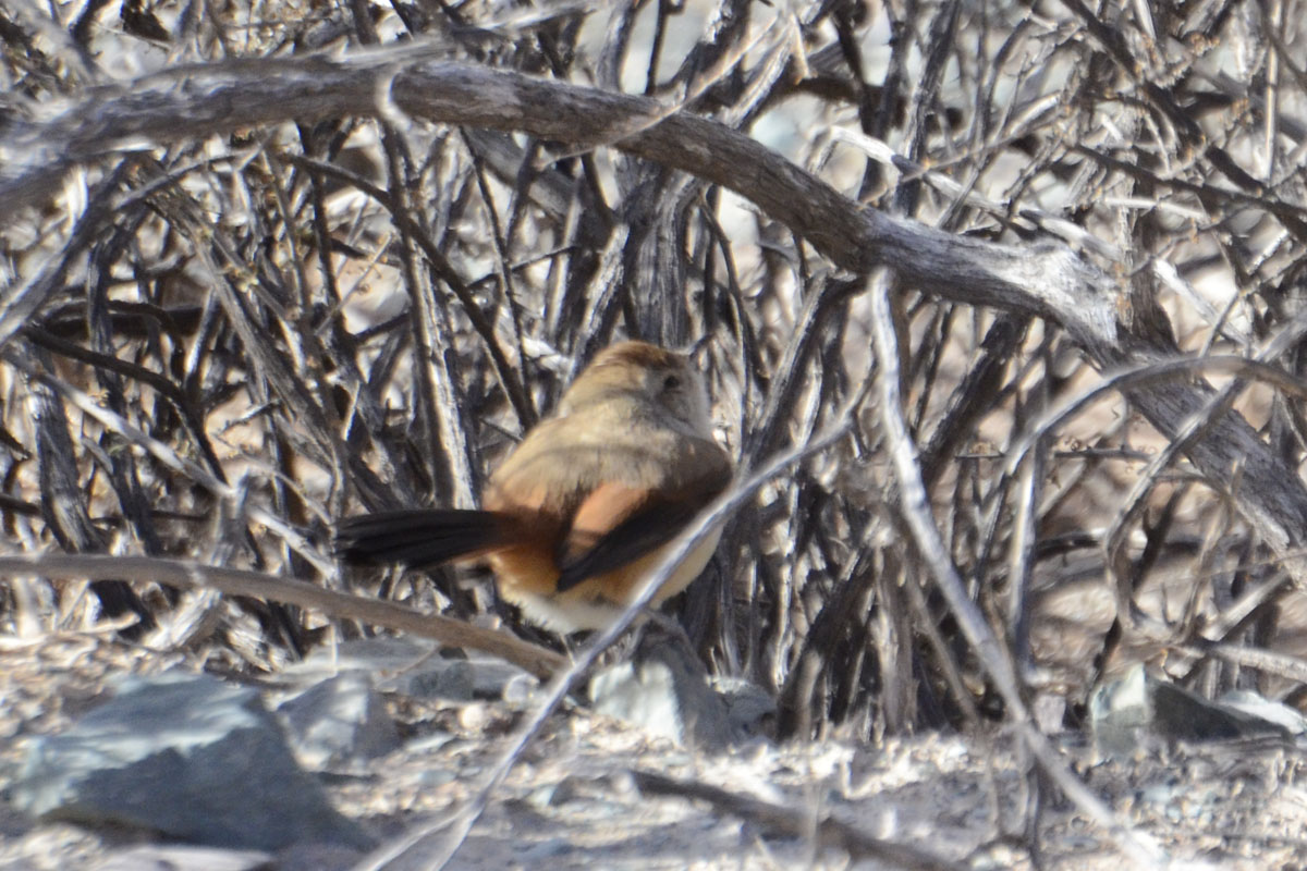 Foto Canastero Rojizo