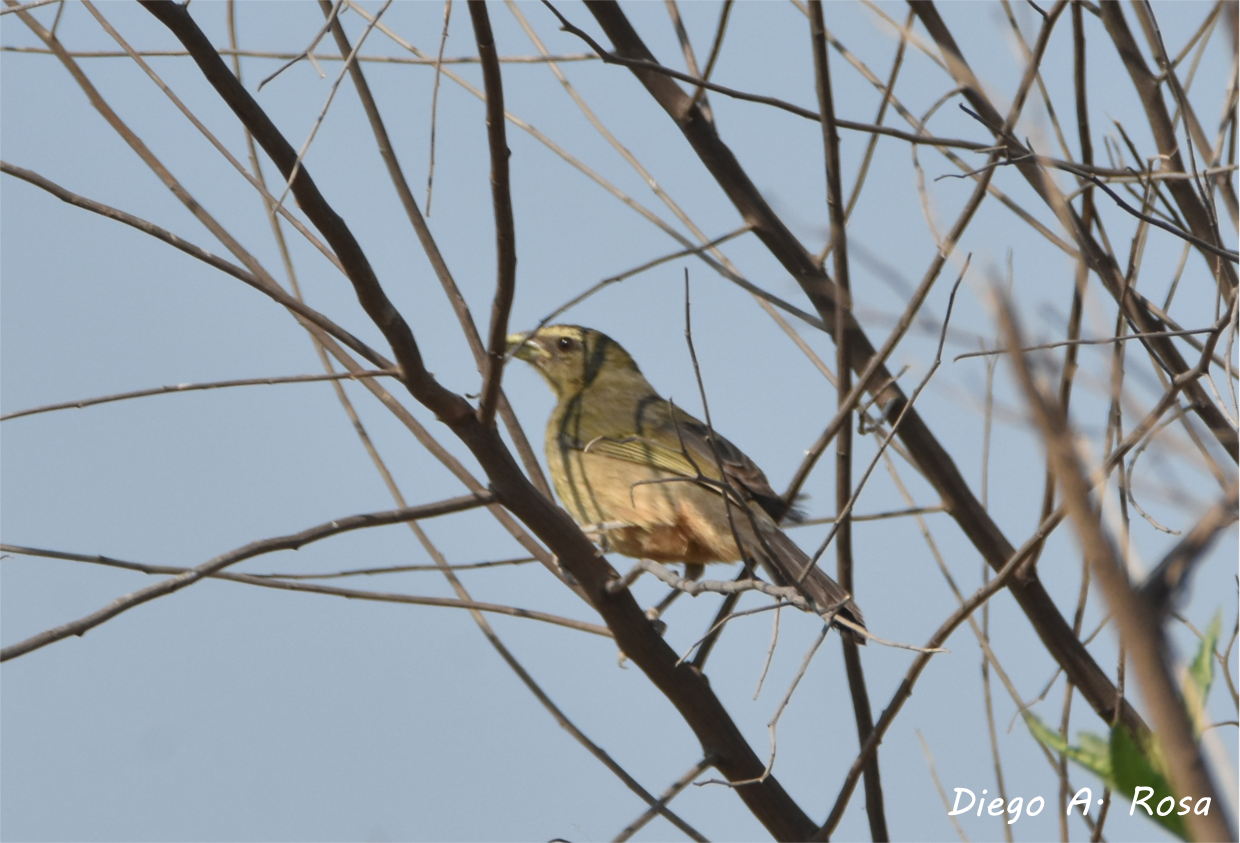 Photo Pepitero Verdoso
