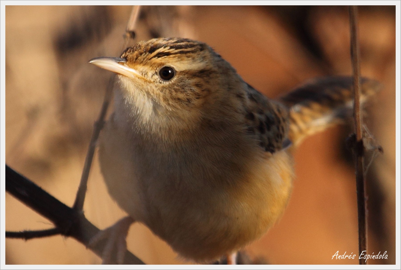 Photo Ratona Aperdizada