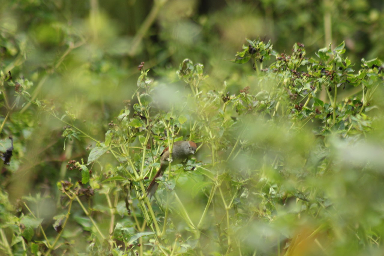 Photo Pijuí Frente Gris