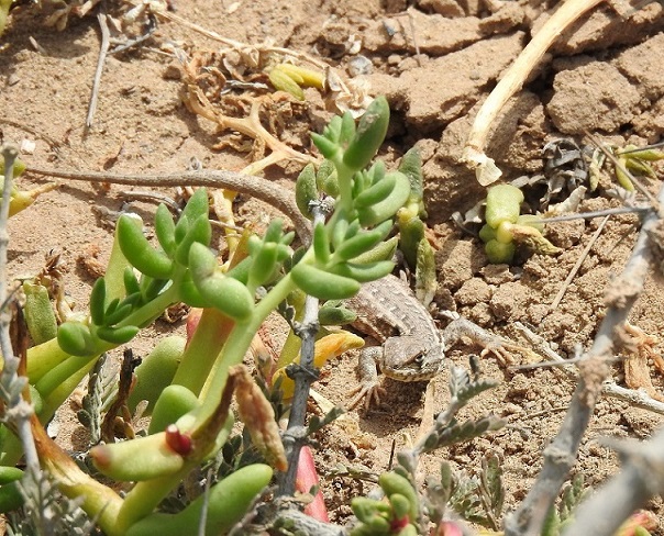 Photo Lagartija Chaqueña