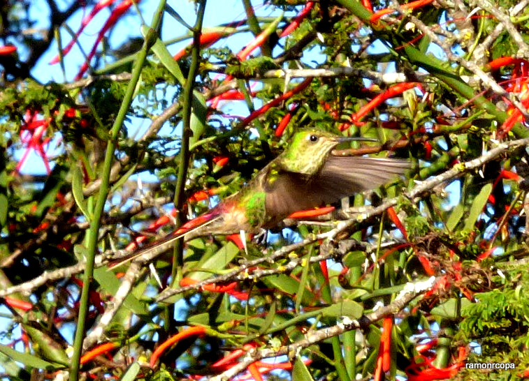 Photo Picaflor Cometa