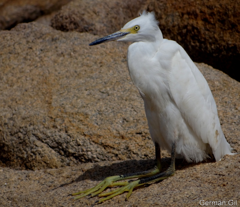 Photo Garcita Blanca