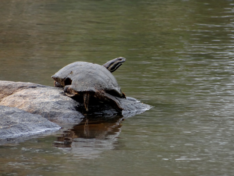 Photo Tortuga de Arroyo