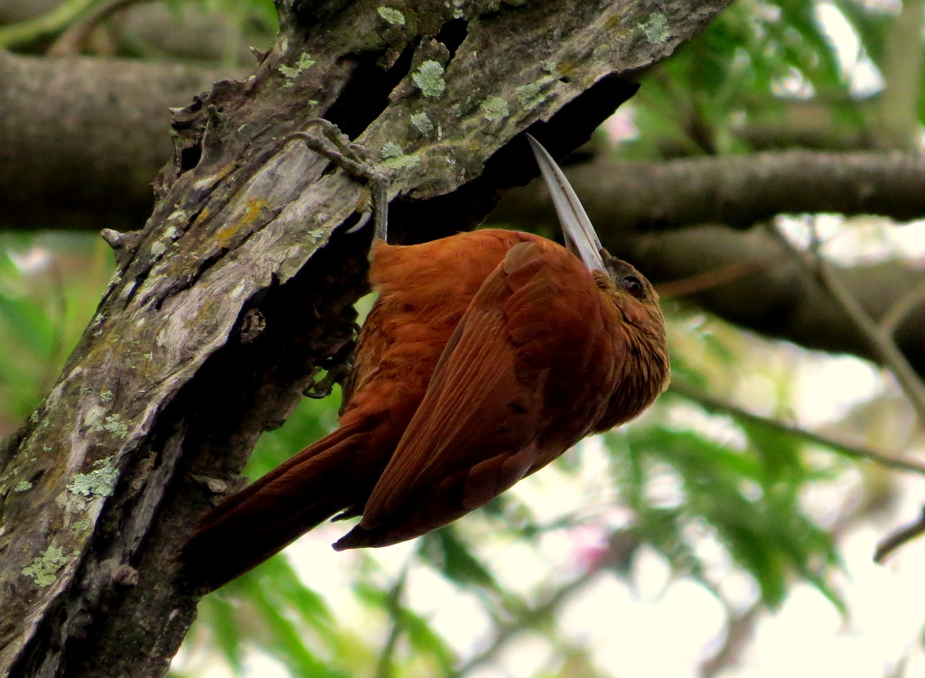 Photo Trepador Gigante