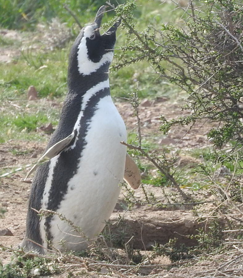Photo Pingüino Patagónico