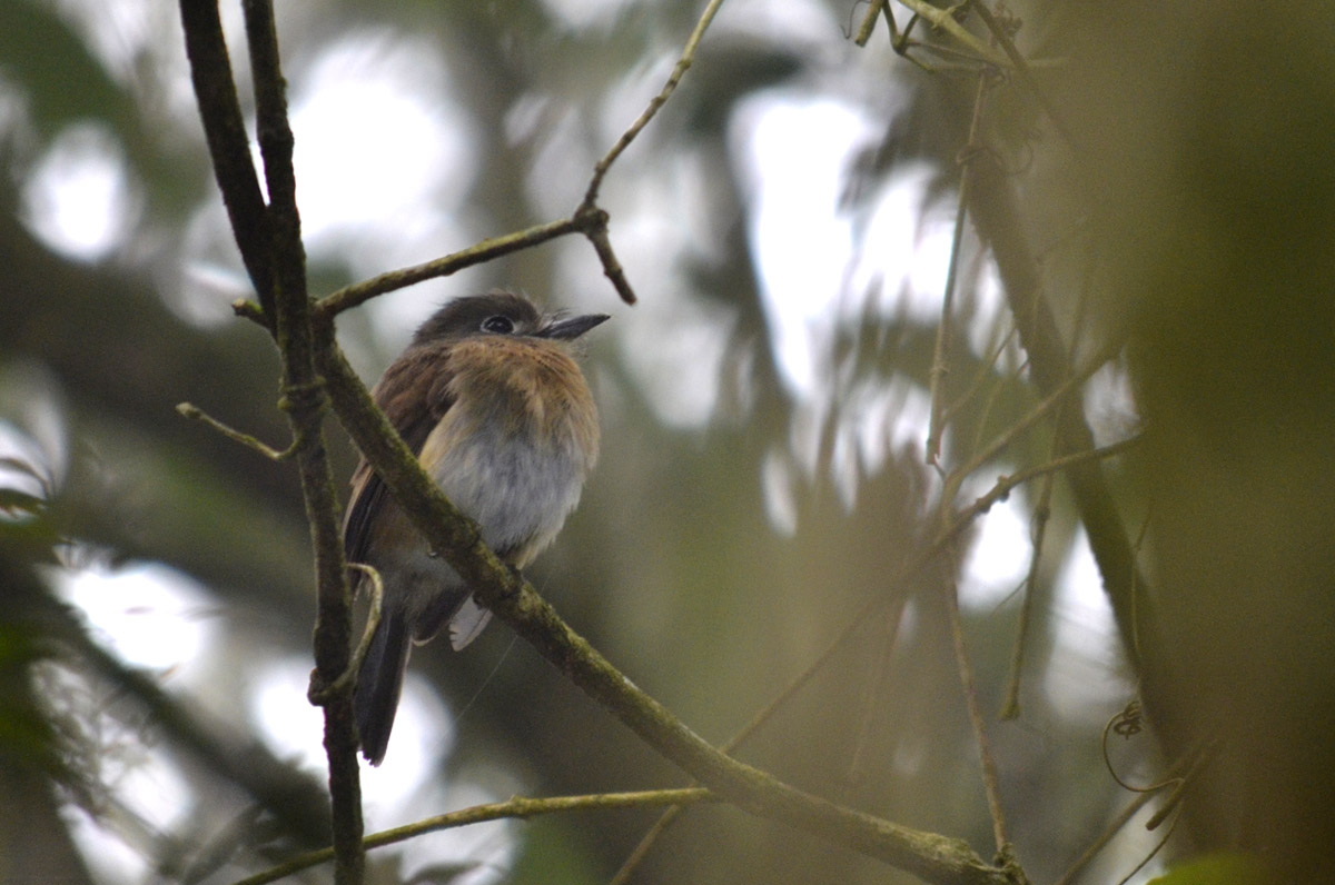 Photo Chacurú Chico