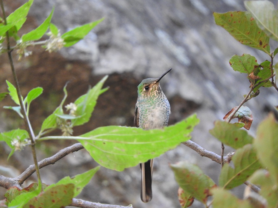 Photo Picaflor Cometa