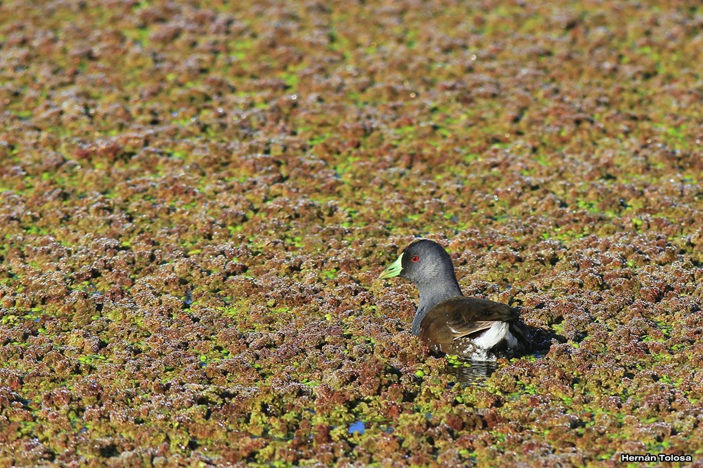 Photo Pollona Pintada