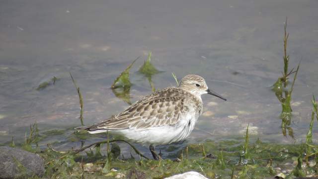 Photo Playerito Unicolor