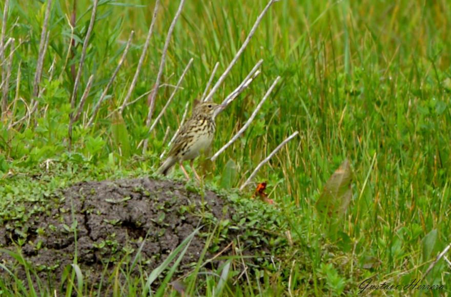 Foto Cachirla Común