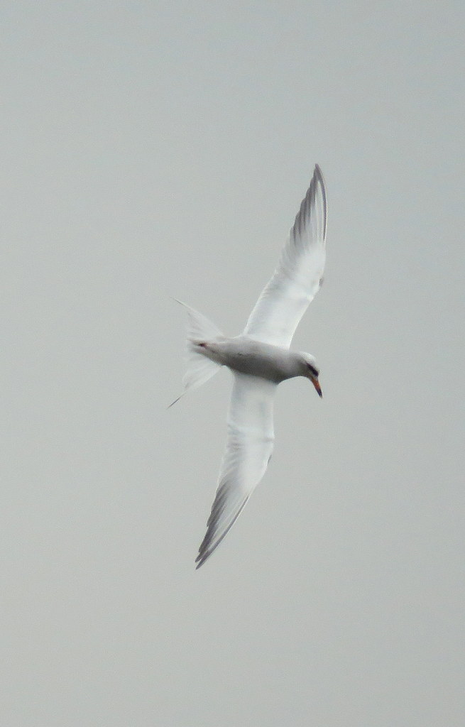 Foto Gaviotín Lagunero