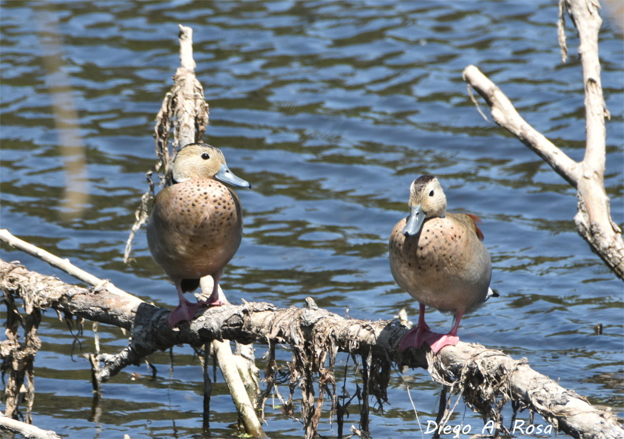 Photo Pato de Collar