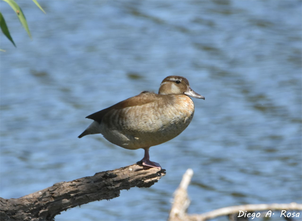 Photo Pato de Collar