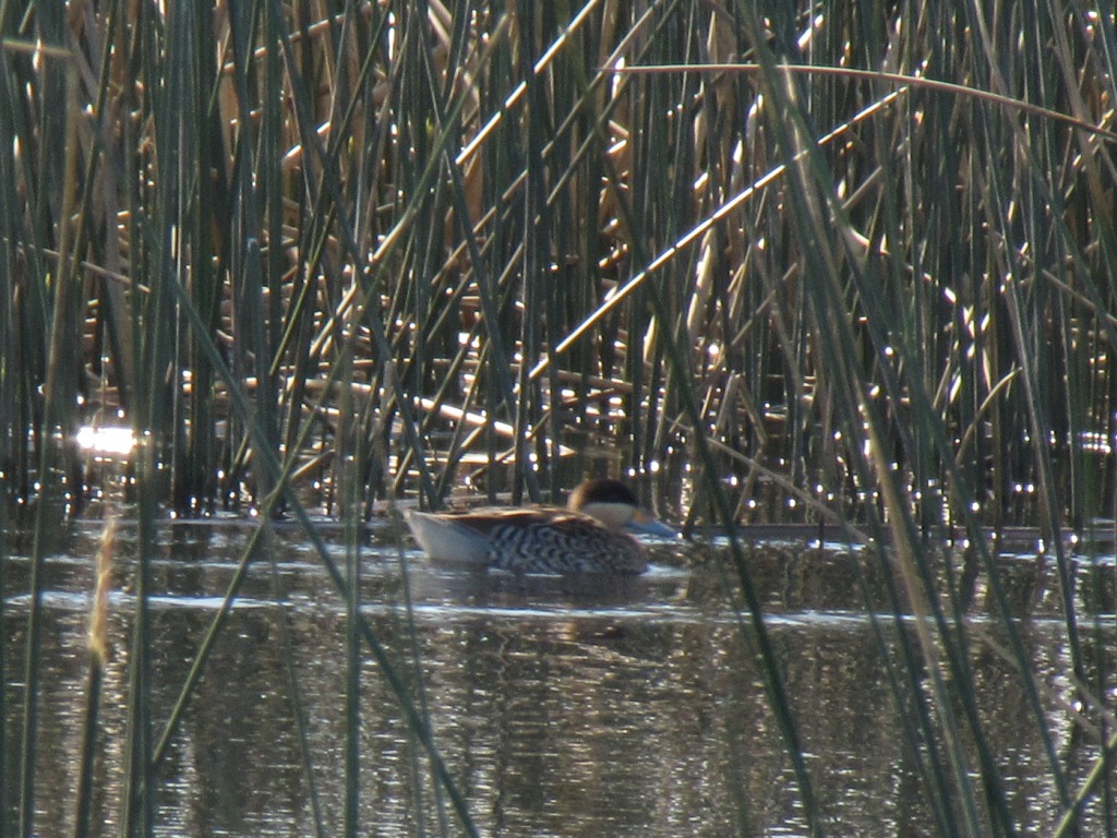Photo Pato Capuchino