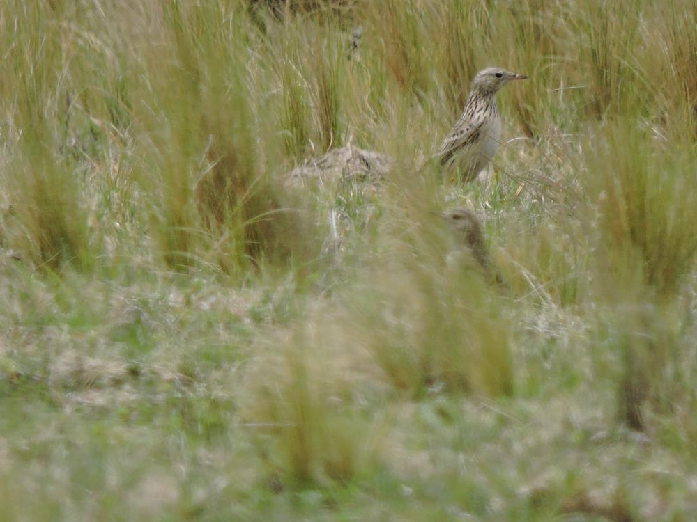 Foto Cachirla Pálida