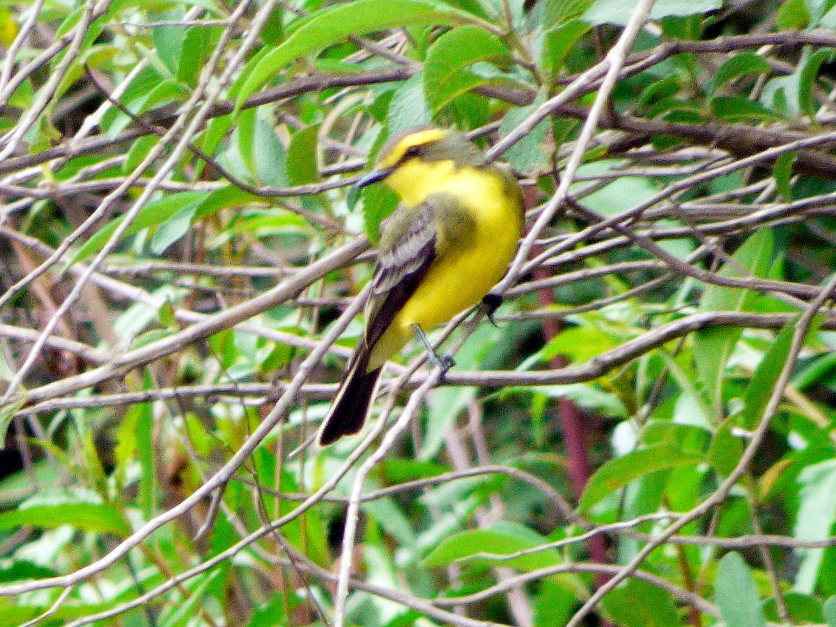 Photo Suirirí Amarillo