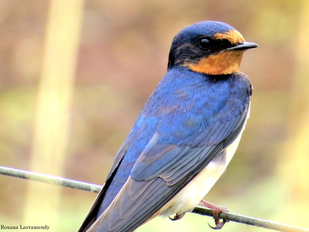 Photo Golondrina Tijerita