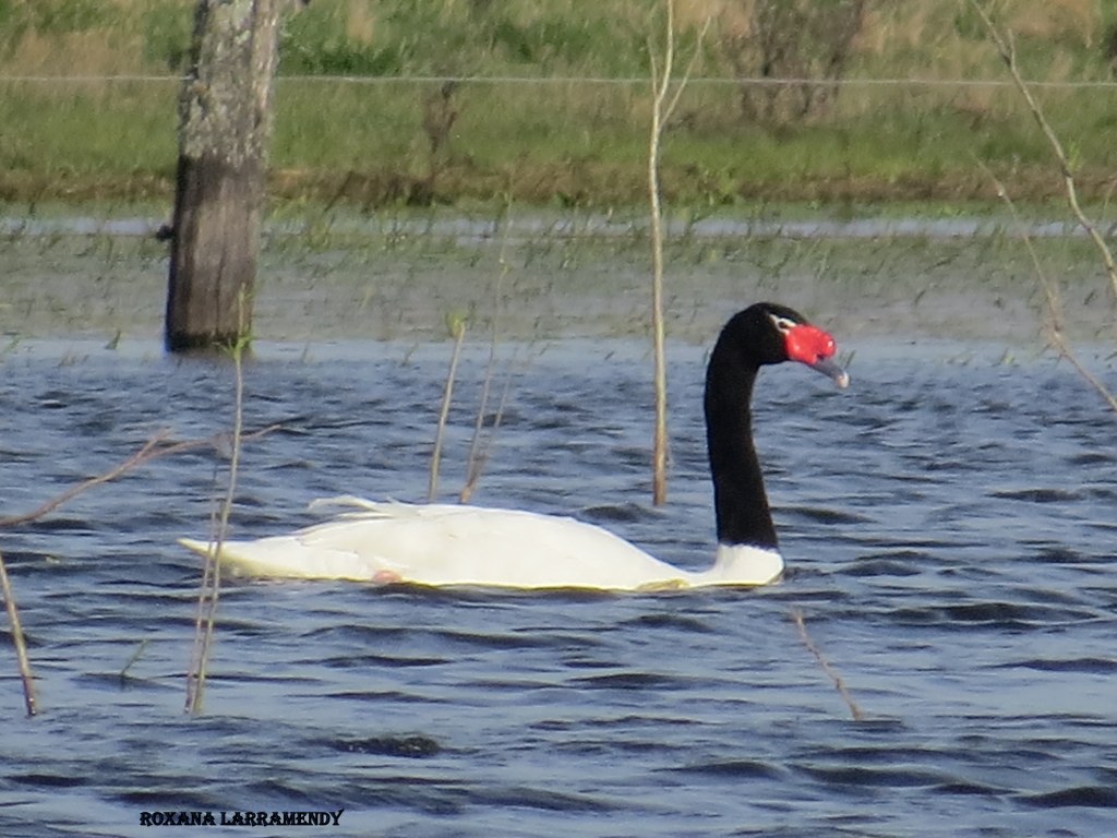 Photo Cisne Cuello Negro