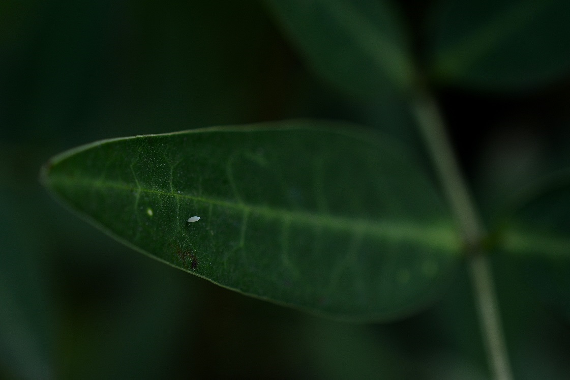 Photo Limoncito Común