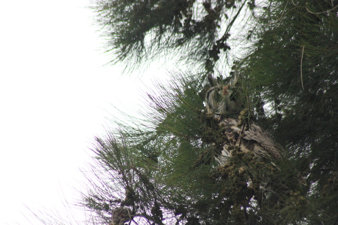 Photo Lechuzón Orejudo