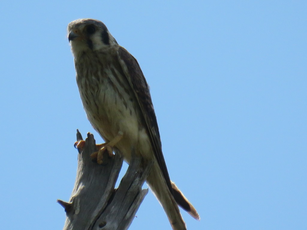 Photo Halconcito Colorado